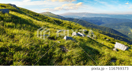 rolling hills of mountain smooth in summer. beautiful alpine landscape of ukraine in morning light. stones on the grassy slope rolling hills of mountain smooth in summer. beautiful alpine landscape of ukraine in morning light. stones on the grassy slope 116769373