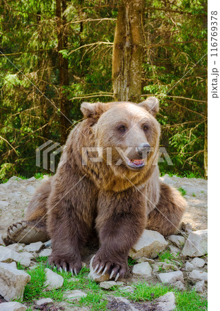 bear sitting on the ground. animal in rehabilitation center of synevyr national park. sunny summer day 116769378