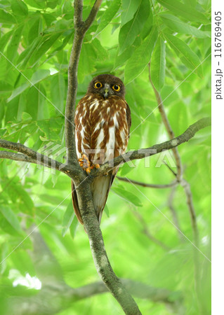 神社やお寺の森で夏に見られる愛嬌ある顔をした人気者のフクロウの仲間、アオバズク 116769405