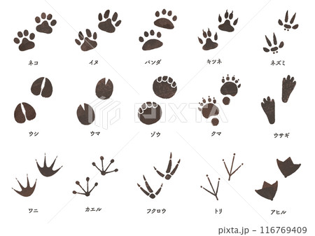 動物 足跡セット 動物 足跡セット 116769409