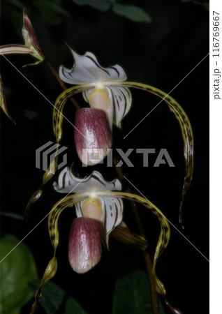 洋蘭 パフィオペディルム・ストネイ 洋蘭 パフィオペディルム・ストネイ 116769667