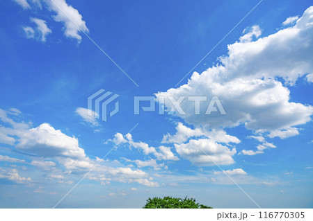 夏の雲と木立 116770305