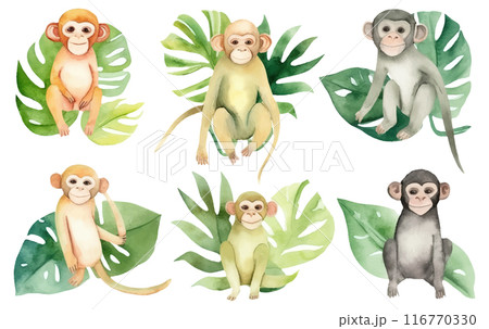 watercolor set illustration of wild monkey in jungle isolated on white background 116770330