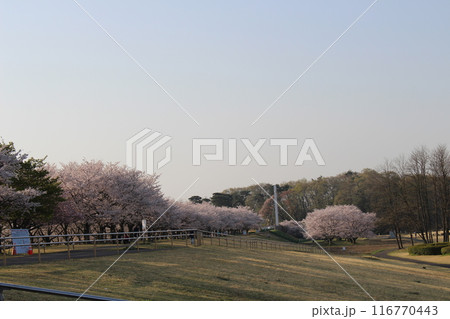 勝山城 勝山城 116770443