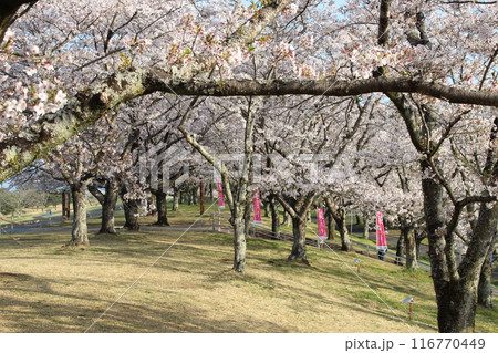 勝山城 勝山城 116770449