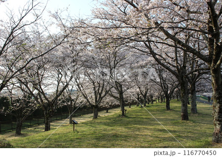 勝山城 116770450
