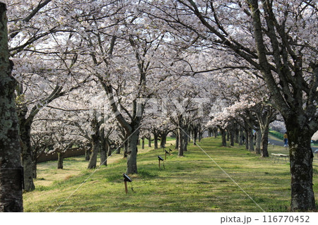 勝山城 勝山城 116770452