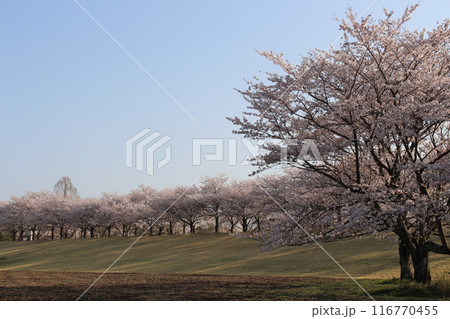 勝山城 勝山城 116770455