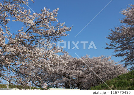 勝山城 116770459