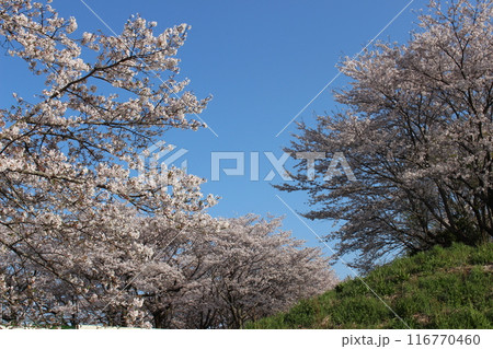 勝山城 勝山城 116770460