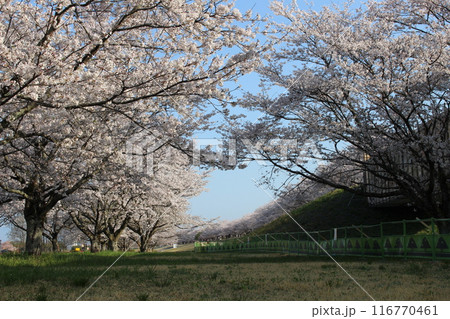 勝山城 勝山城 116770461
