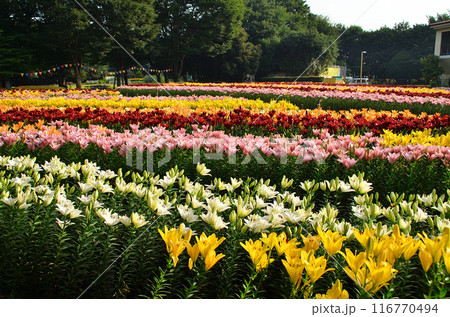 埼玉県深谷市アクアパラダイスパティオ　朝咲き誇る美しい百合 116770494