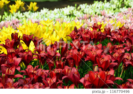 埼玉県深谷市アクアパラダイスパティオ　朝咲き誇る美しい百合 116770496