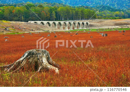 タウシュベツ橋梁の秋 116770546
