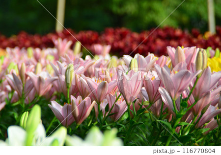 埼玉県深谷市アクアパラダイスパティオ　朝咲き誇る美しい百合 116770804