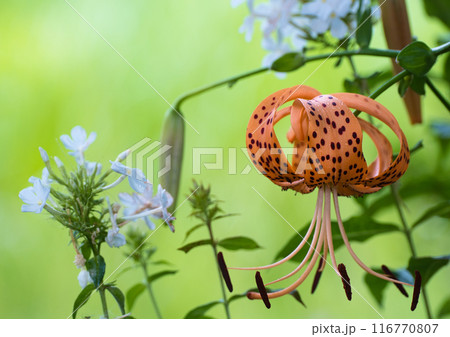 夏の庭に咲くオニユリの花 夏の庭に咲くオニユリの花 116770807