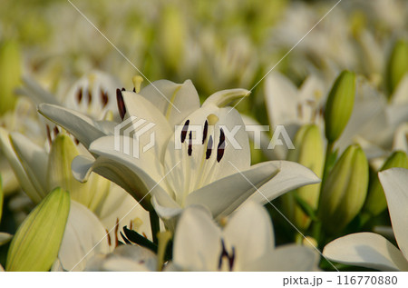 埼玉県深谷市アクアパラダイスパティオ　朝咲き誇る美しい百合 116770880