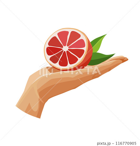 Red grapefruit in the palm isolated on white background. Vector clipart in flat style for design Red grapefruit in the palm isolated on white background. Vector clipart in flat style for design 116770905
