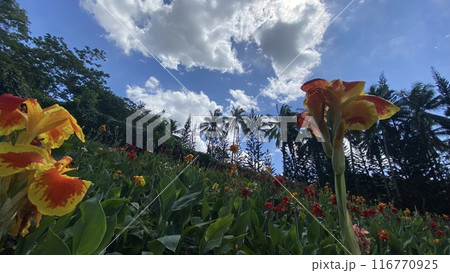 夏の青い空と百合 116770925