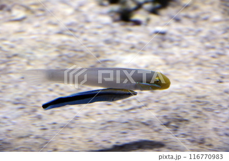 アカハチハゼ アカハチハゼ 116770983