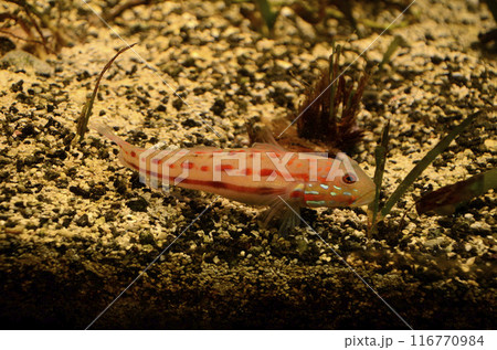 オトメハゼ オトメハゼ 116770984