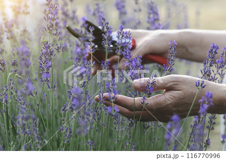a pruning lavender 116770996