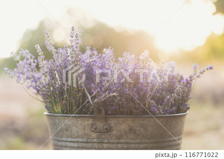 bouquet of lavender at the bucket 116771022