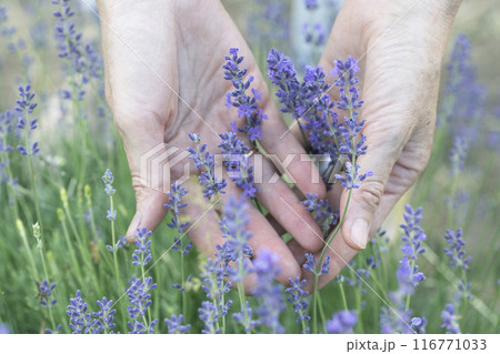 female hands on a background of lavender female hands on a background of lavender 116771033