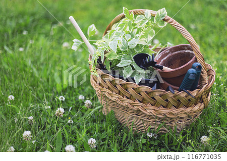 flowers for planting 116771035