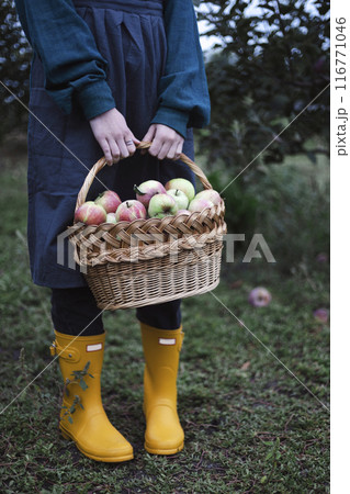 girl and apple harvest 116771046