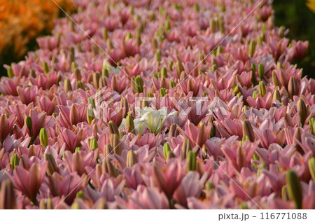 埼玉県深谷市アクアパラダイスパティオ　朝咲き誇る美しい百合 116771088