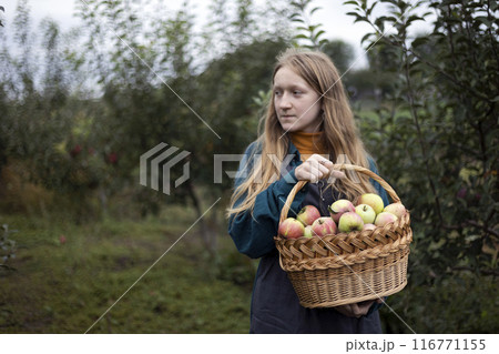 girl holds  basket  with juicy apples in the garden 116771155