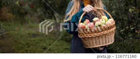 girl holds basket with juicy apples in the garden girl holds basket with juicy apples in the garden 116771160