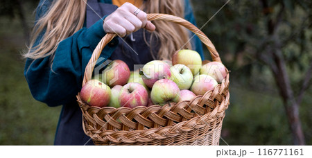 girl holds basket with juicy apples in the garden girl holds basket with juicy apples in the garden 116771161