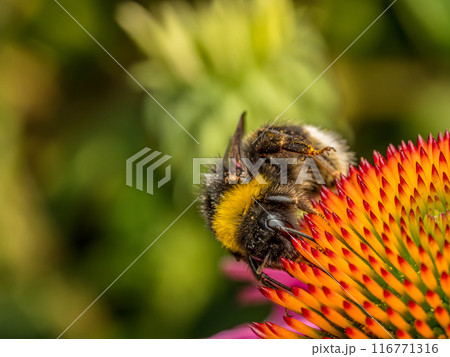 A bumblebee pollinating echinacea flowers 116771316