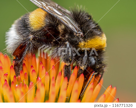 A bumblebee pollinating echinacea flowers A bumblebee pollinating echinacea flowers 116771320