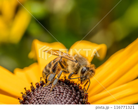 Honeybee pollinating garden flowers Honeybee pollinating garden flowers 116771321