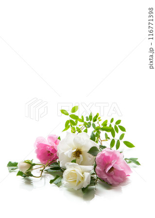 wooden light background with white and pink roses 116771398