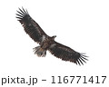 大きく翼を広げ飛行するオジロワシ 116771417