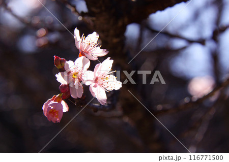 冬のサンパウロに咲く桜　ブラジル 116771500