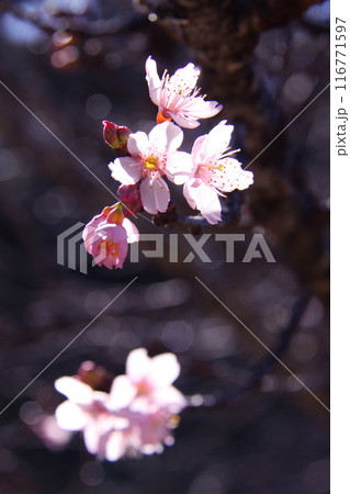 冬のサンパウロに咲く桜　ブラジル 116771597