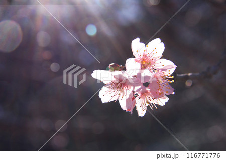 冬のサンパウロに咲く桜 ブラジル 冬のサンパウロに咲く桜 ブラジル 116771776
