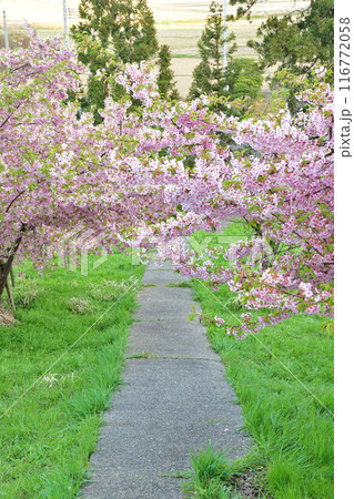 石瀬の桜(新潟県) 石瀬の桜(新潟県) 116772058