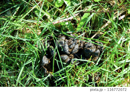 高原の山に残されたシカの糞 116772072