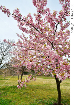 柏崎夢の森公園の桜(新潟県) 柏崎夢の森公園の桜(新潟県) 116772135