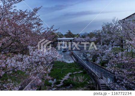 琵琶湖疏水の風景 116772234