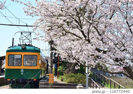 旧月形駅の桜(新潟県) 旧月形駅の桜(新潟県) 116772440