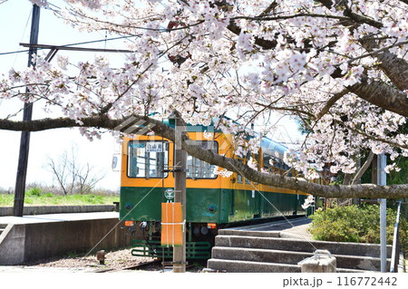 旧月形駅の桜（新潟県） 116772442