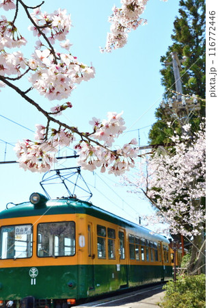 旧月形駅の桜(新潟県) 旧月形駅の桜(新潟県) 116772446