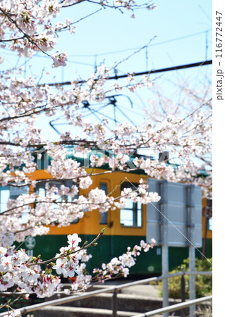 旧月形駅の桜(新潟県) 旧月形駅の桜(新潟県) 116772447